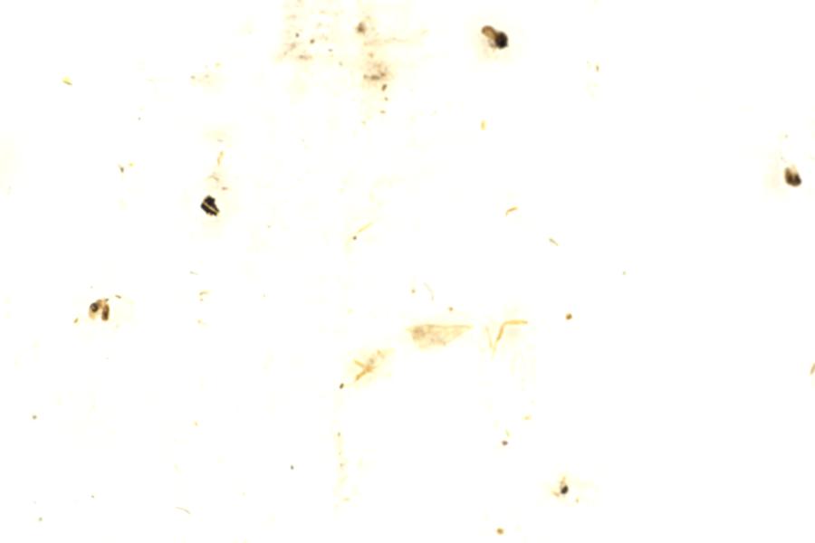 Image 87